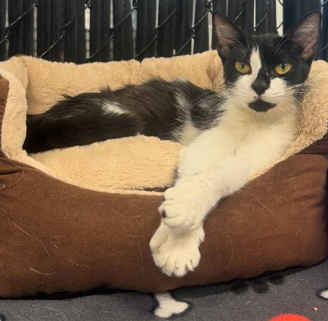 adoptable Cat in Palmetto, FL named JELL-O