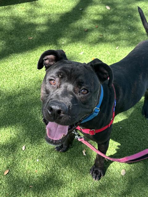 adoptable Dog in Palmetto, FL named DENVER