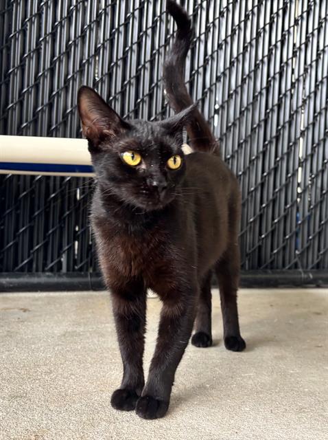 adoptable Cat in Palmetto, FL named DAKOTA