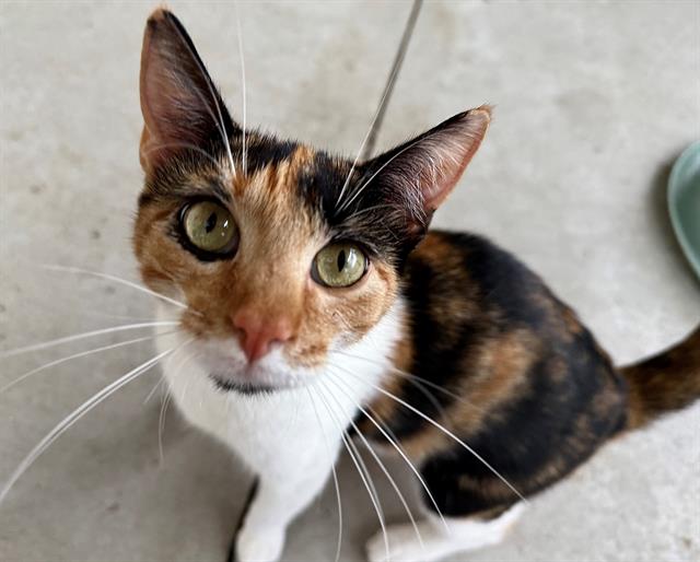 adoptable Cat in Palmetto, FL named MONTANA