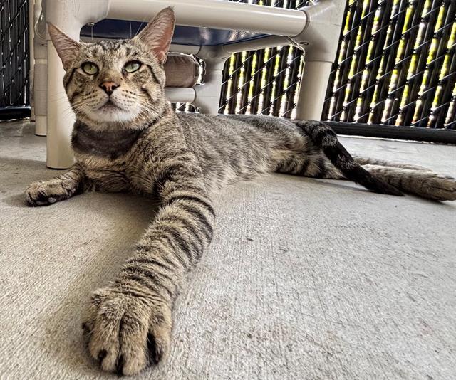 adoptable Cat in Palmetto, FL named TONY