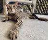 adoptable Cat in palmetto, FL named TONY