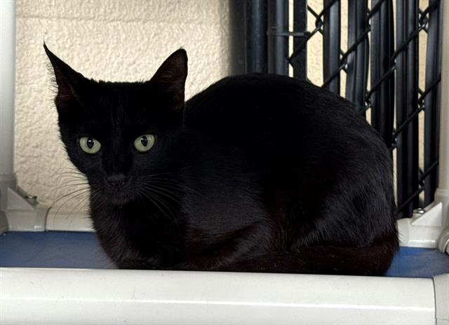 adoptable Cat in Palmetto, FL named JESSIE