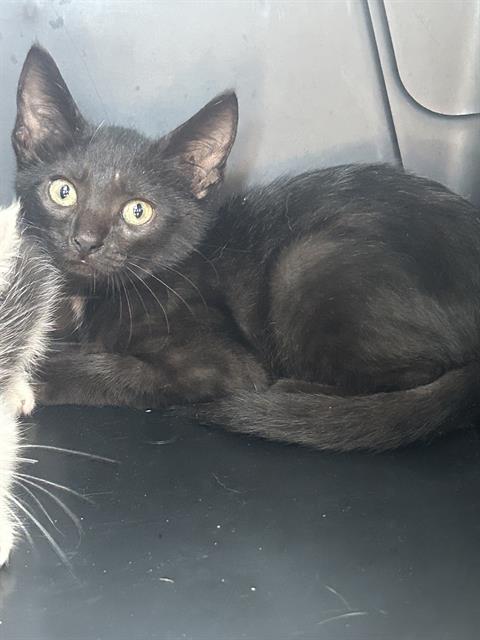 adoptable Cat in Palmetto, FL named BUFFY