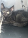 adoptable Cat in Palmetto, FL named BUFFY