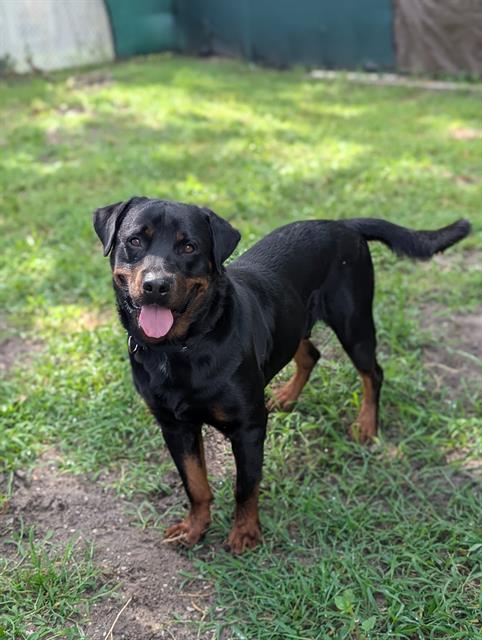 adoptable Dog in Palmetto, FL named RUNE