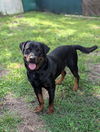 adoptable Dog in  named RUNE