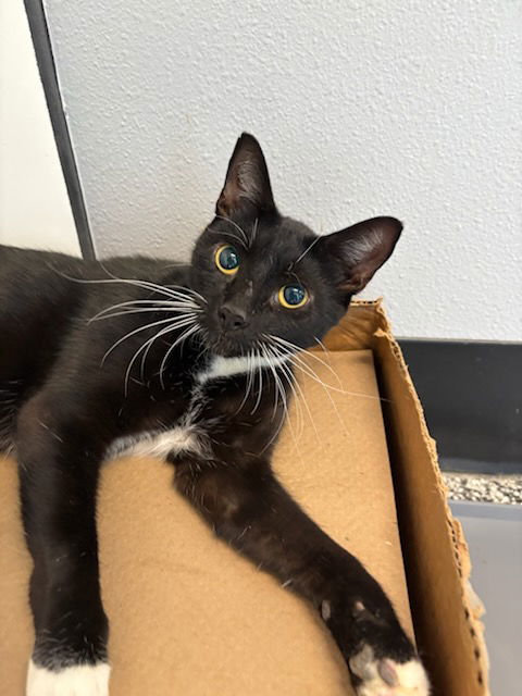 adoptable Cat in Palmetto, FL named TILLEY