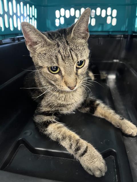 adoptable Cat in Palmetto, FL named SADIE