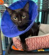 adoptable Cat in palmetto, FL named PEARL