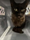 adoptable Cat in palmetto, FL named WENDY