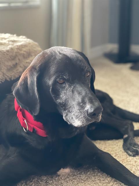 adoptable Dog in Palmetto, FL named RANDY
