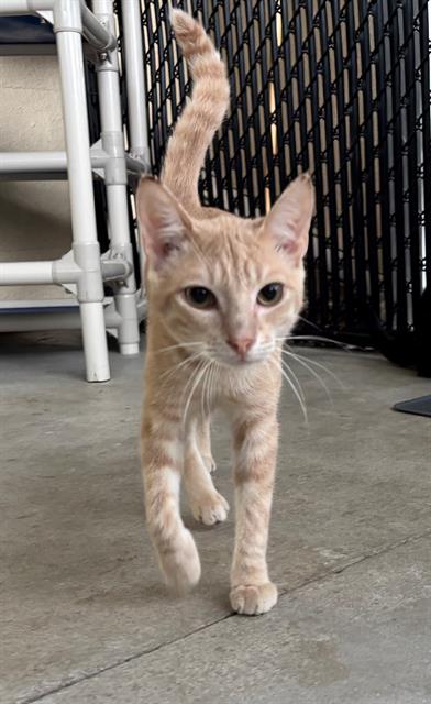 adoptable Cat in Palmetto, FL named ORVILLE