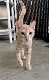adoptable Cat in palmetto, FL named ORVILLE