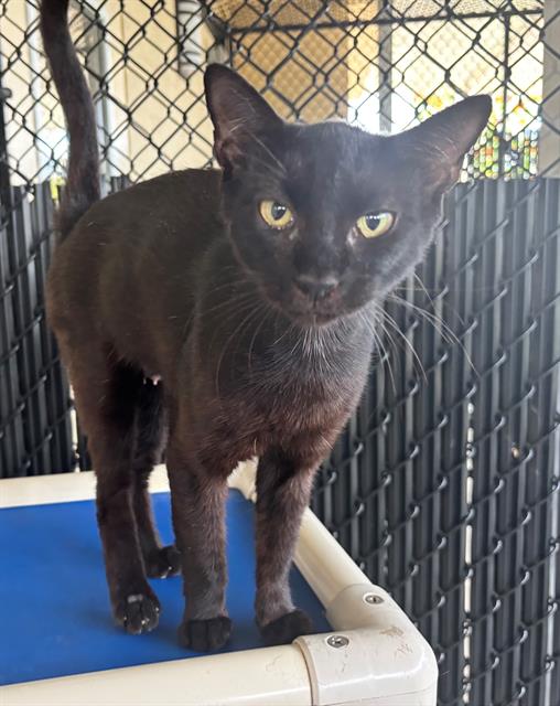 adoptable Cat in Palmetto, FL named PANDORA
