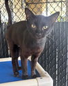 adoptable Cat in palmetto, FL named PANDORA