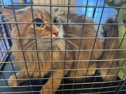 picture of the cat needing adoption