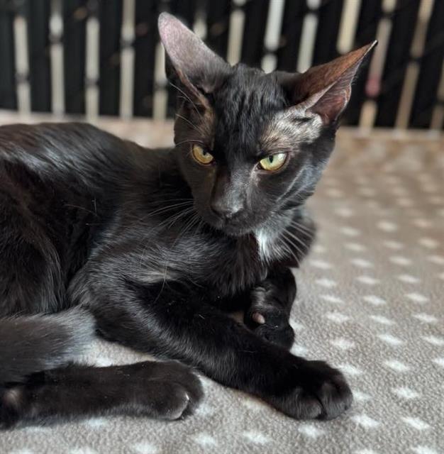 adoptable Cat in Palmetto, FL named AUBIE