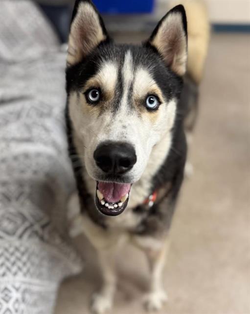adoptable Dog in Palmetto, FL named DODGER