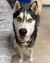 adoptable Dog in  named DODGER