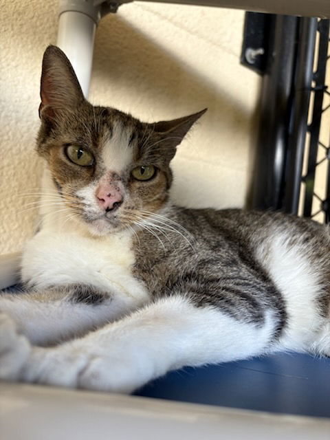 adoptable Cat in Palmetto, FL named ICEBERG