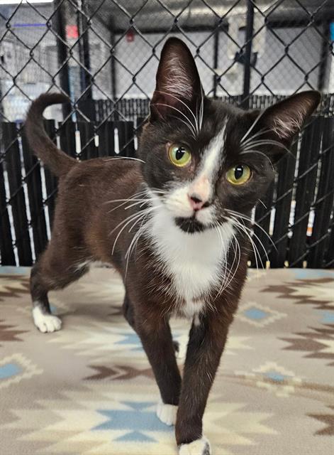 adoptable Cat in Palmetto, FL named LINCOLN