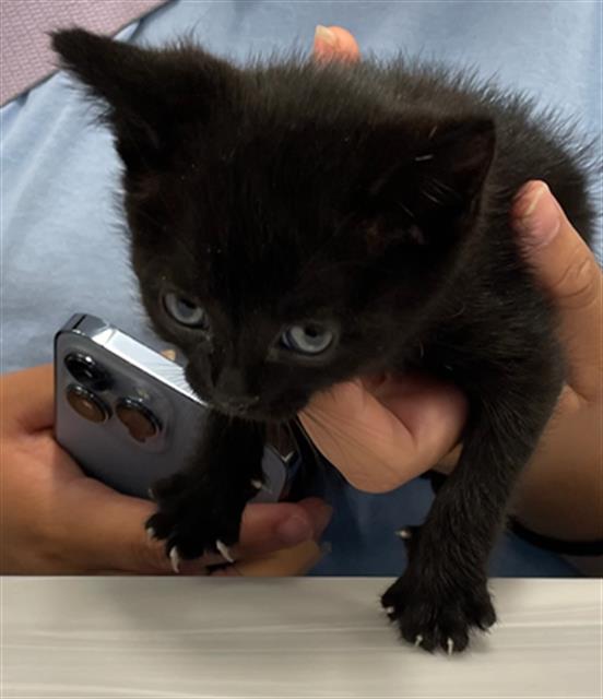 adoptable Cat in Palmetto, FL named FRANNIE