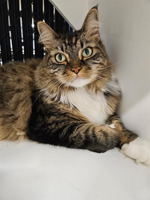 adoptable Cat in Palmetto, FL named NALA