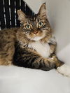 adoptable Cat in palmetto, FL named NALA