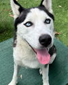 adoptable Dog in  named ROCKY
