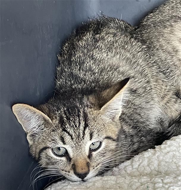 adoptable Cat in Palmetto, FL named EVITA