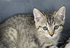 adoptable Cat in Palmetto, FL named CHE