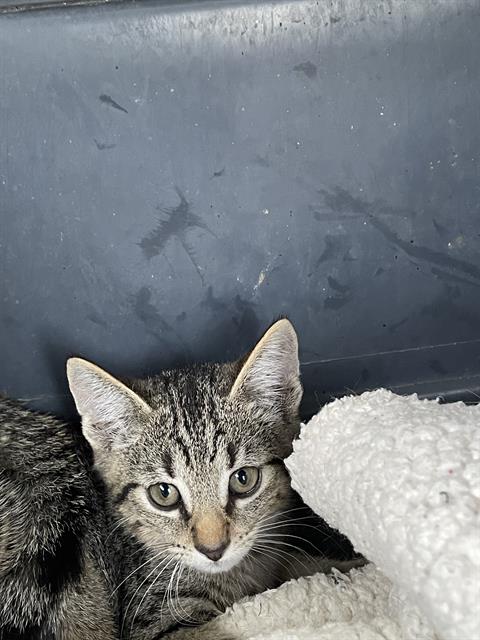 adoptable Cat in Palmetto, FL named JUAN