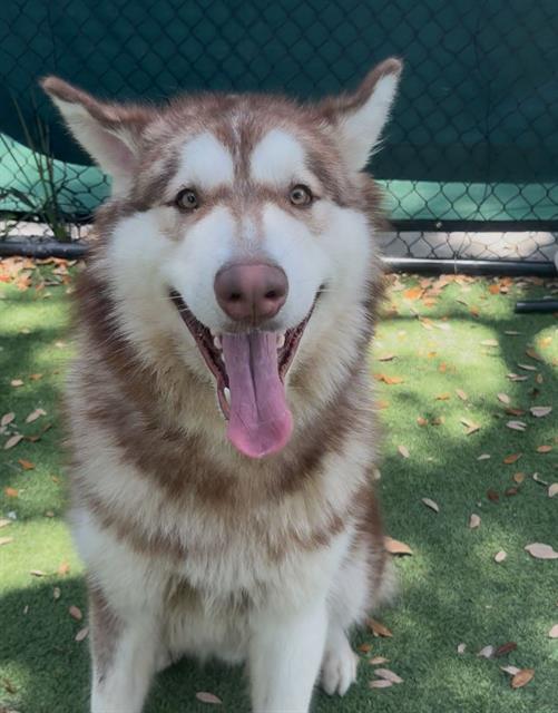 adoptable Dog in Palmetto, FL named OSO