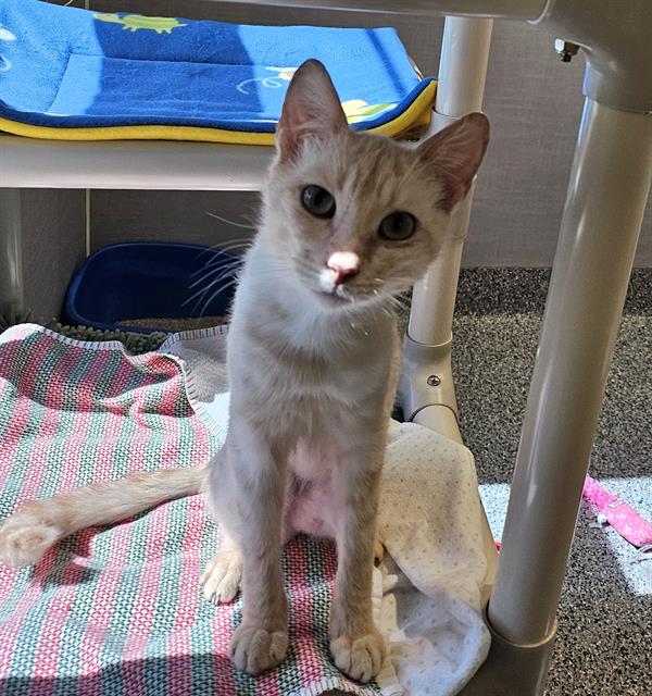 adoptable Cat in Palmetto, FL named PIGEON