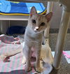 adoptable Cat in palmetto, FL named PIGEON