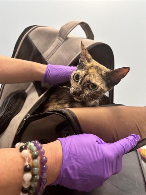 adoptable Cat in Palmetto, FL named EMMA