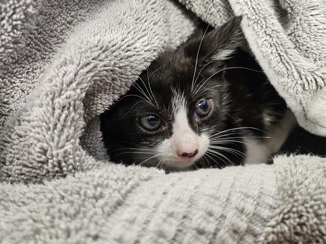 adoptable Cat in Palmetto, FL named JERRY