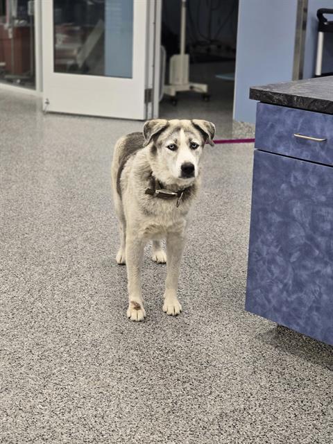 adoptable Dog in Palmetto, FL named BODIE