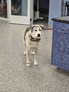 adoptable Dog in  named BODIE