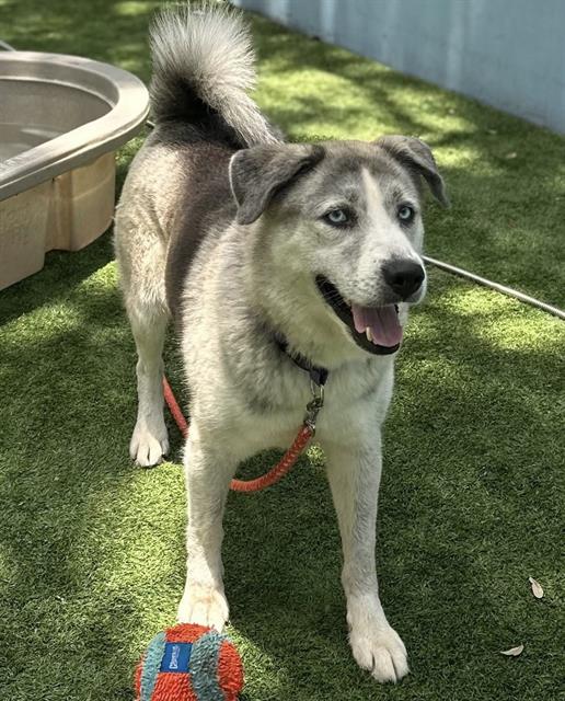 adoptable Dog in Palmetto, FL named BODIE