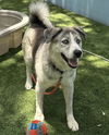 adoptable Dog in  named BODIE