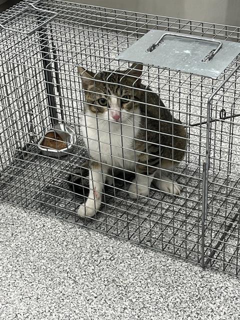 adoptable Cat in Palmetto, FL named SEBASTIAN