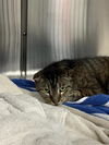 adoptable Cat in , FL named A130729