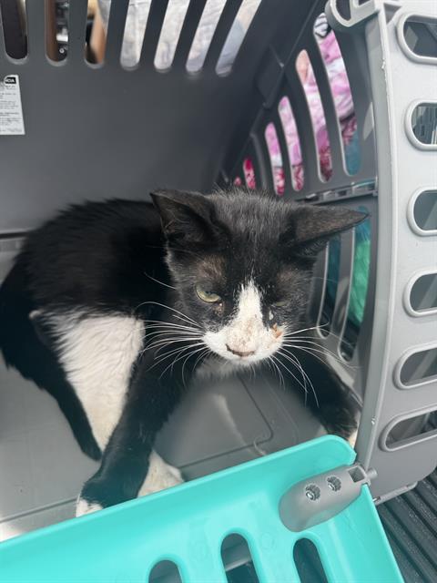 adoptable Cat in Palmetto, FL named A130923