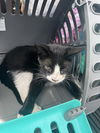 adoptable Cat in  named A130923