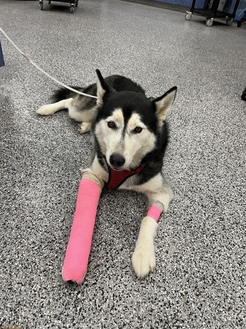 adoptable Dog in Palmetto, FL named AURORA