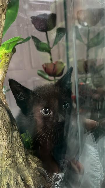 adoptable Cat in Palmetto, FL named A130490