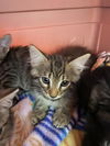 adoptable Cat in  named BISCUIT