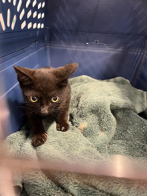adoptable Cat in Palmetto, FL named A130914